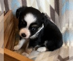 Small #5 Miniature Australian Shepherd