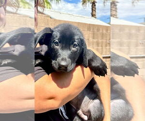 Mutt Dogs for adoption in Goodyear, AZ, USA