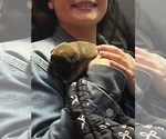 Small Photo #10 American Bully-French Bulldog Mix Puppy For Sale in CHICAGO, IL, USA