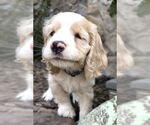 Small #3 Cocker Spaniel