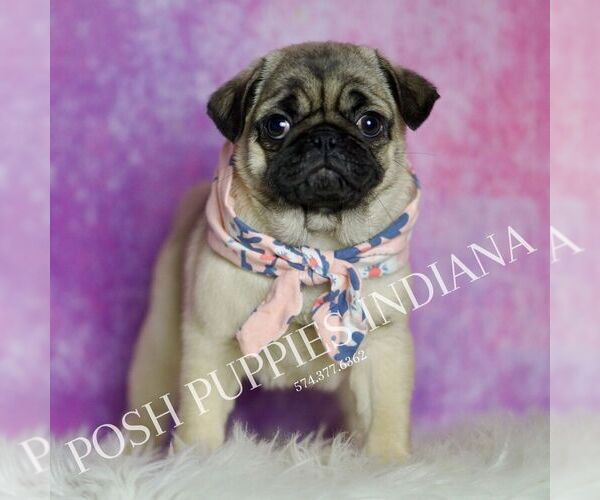 Medium Photo #2 Pug Puppy For Sale in WARSAW, IN, USA
