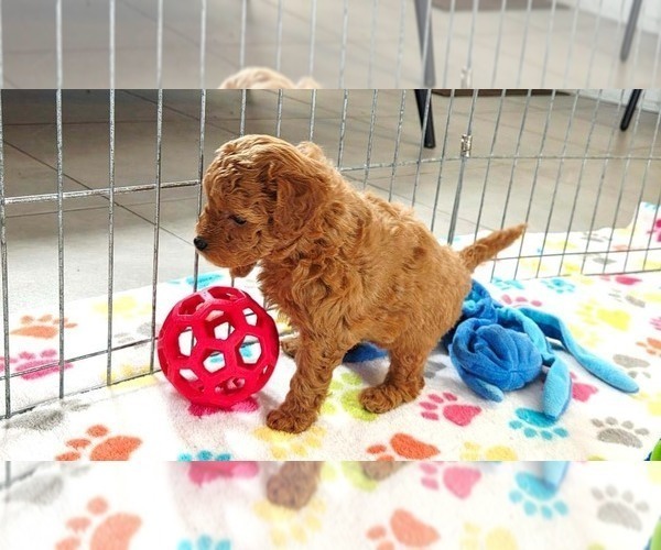 Medium Photo #10 Cavapoo mix (+ Poodle Miniature) Puppy For Sale in ORO VALLEY, AZ, USA