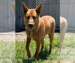 Small #2 German Shepherd Dog Mix
