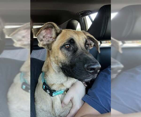 Medium Photo #2 German Shepherd Dog-Unknown Mix Puppy For Sale in Elk Grove, CA, USA