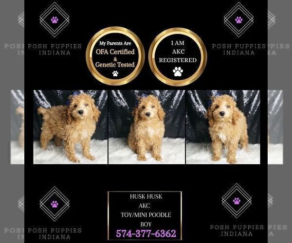 Medium Photo #8 Poodle (Toy) Puppy For Sale in WARSAW, IN, USA