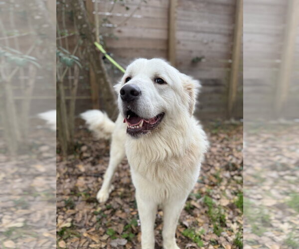 Medium Photo #10 Great Pyrenees Puppy For Sale in Spring, TX, USA