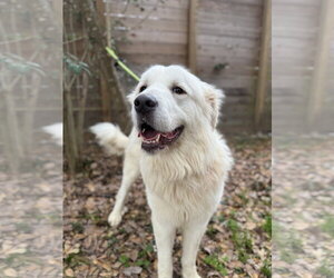 Finn - Male Great Pyrenees Dog for Adoption - Photo #10