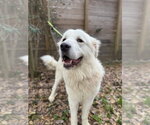 Small #9 Great Pyrenees