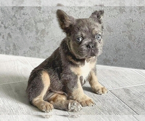French Bulldog Puppy for sale in BOSTON, MA, USA
