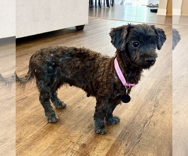 Medium Photo #2 Maltese-Unknown Mix Puppy For Sale in Spring Lake, NC, USA