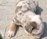Small Photo #2 English Bulldogge Puppy For Sale in NAPERVILLE, IL, USA
