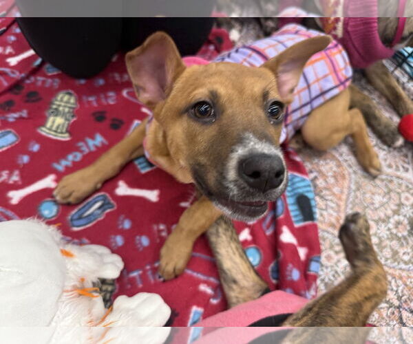 Medium Photo #4 Labrador Retriever-Unknown Mix Puppy For Sale in The Woodlands, TX, USA