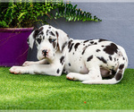 Small Photo #164 Great Dane Puppy For Sale in WAKARUSA, IN, USA