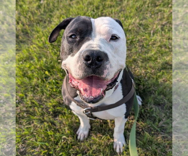 Medium Photo #8 American Pit Bull Terrier-Unknown Mix Puppy For Sale in Fargo, ND, USA