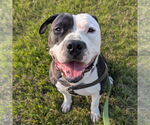 Small #7 American Pit Bull Terrier Mix