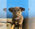 Small German Shepherd Dog Mix
