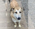 Small #4 Mutt