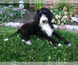 Poodle (Standard)-Shepadoodle Mix Puppy for sale in FREDERICKSBG, OH, USA