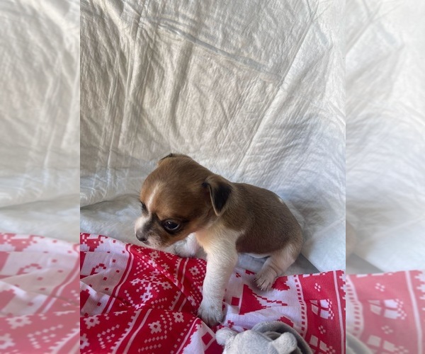 Medium Photo #1 Chihuahua-Unknown Mix Puppy For Sale in EVERETT, WA, USA