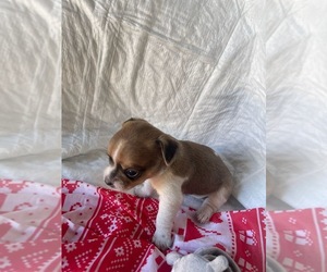 Chihuahua-Unknown Mix Puppy for sale in EVERETT, WA, USA