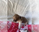 Small Chihuahua Mix
