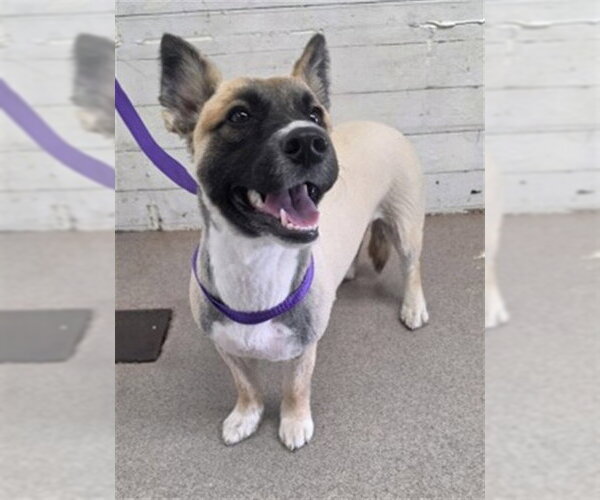 Medium Photo #1 Cardigan Welsh Corgi-German Shepherd Dog Mix Puppy For Sale in San Bernardino, CA, USA