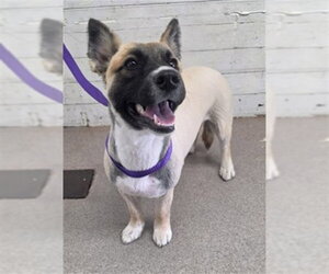 Cardigan Welsh Corgi-German Shepherd Dog Mix Dogs for adoption in San Bernardino, CA, USA