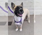 VALENTINA - Female Cardigan Welsh Corgi-German Shepherd Dog Mix Dog for Adoption - Small photo