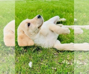 Labrador Retriever Puppy for sale in GREENFIELD, IN, USA