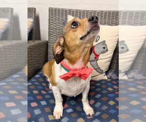 Beagle-Unknown Mix Dogs for adoption in Ellijay, GA, USA