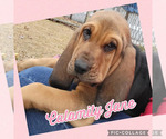 Small Photo #4 Bloodhound Puppy For Sale in TOCCOA, GA, USA