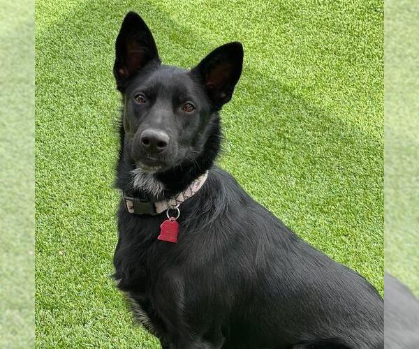 Medium Photo #3 Labrador Retriever-Unknown Mix Puppy For Sale in San Diego, CA, USA