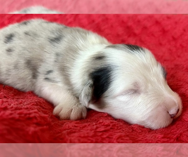 Medium Photo #3 Australian Shepherd Puppy For Sale in LODA, IL, USA