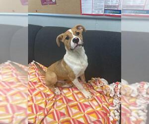Mutt Dogs for adoption in Peoria, IL, USA