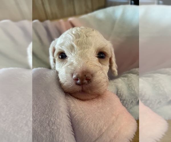 Medium Photo #6 Cavapoo Puppy For Sale in LAFAYETTE, TN, USA