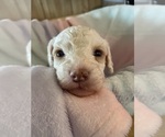 Small #5 Cavapoo
