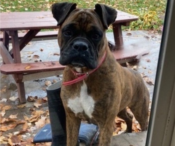 Medium Photo #3 Boxer Puppy For Sale in ORRVILLE, OH, USA