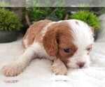 Small #16 Cavalier King Charles Spaniel