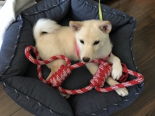 Shiba Inu Puppy for sale in UPLAND, CA, USA