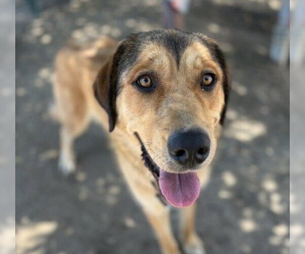 Medium Photo #2 Anatolian Shepherd-Unknown Mix Puppy For Sale in Martinez, CA, USA