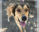 Small #1 Anatolian Shepherd Mix