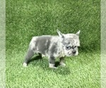 Small Photo #6 French Bulldog Puppy For Sale in FISHER ISLAND, FL, USA