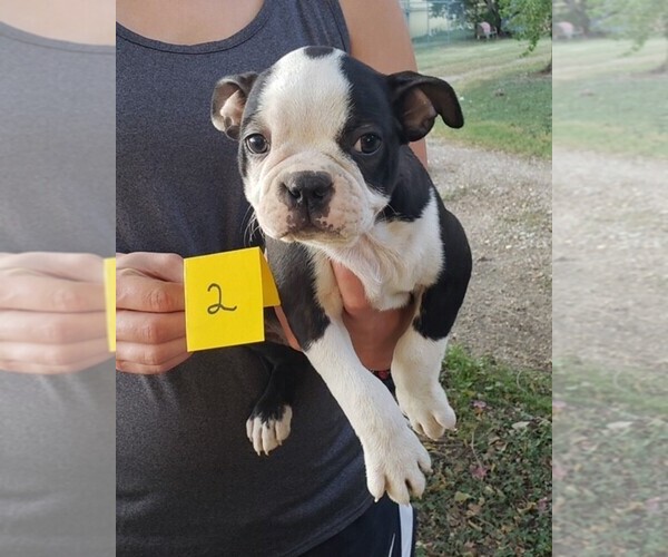 Medium Photo #4 Boston Terrier Puppy For Sale in CALDWELL, TX, USA