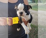 Small Photo #4 Boston Terrier Puppy For Sale in CALDWELL, TX, USA