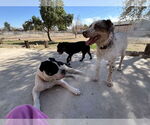 Small #3 American Pit Bull Terrier-Bulldog Mix
