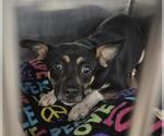 Small Beagle Mix