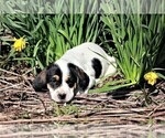 Small Photo #5 Labradinger Puppy For Sale in LISLE, NY, USA