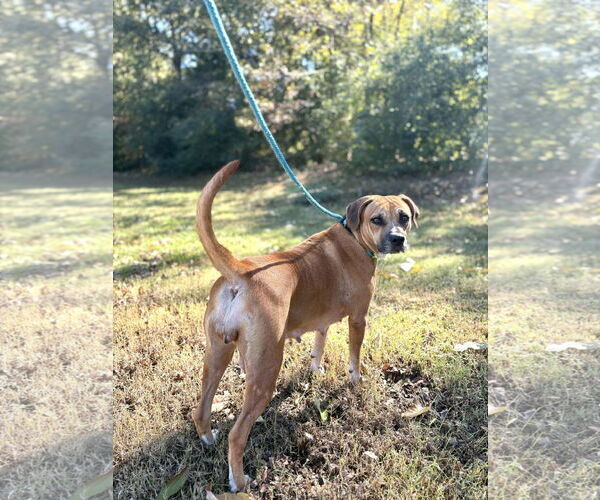Medium Photo #2 Boxer-Unknown Mix Puppy For Sale in Brooklyn Center, MN, USA