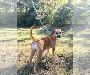 Boxer-Unknown Mix Dogs for adoption in Brooklyn Center, MN, USA