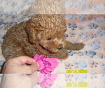 Image preview for Ad Listing. Nickname: Net
